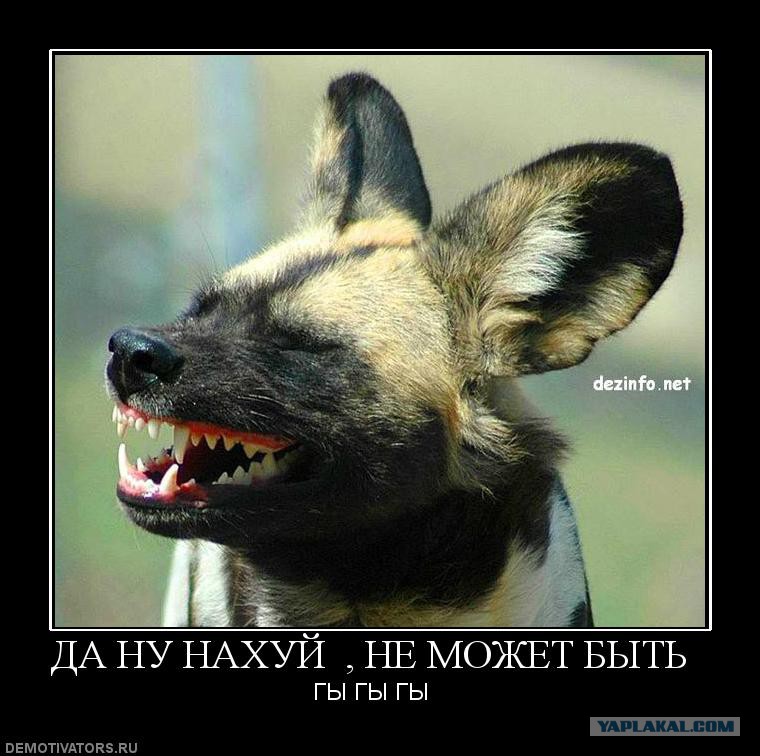 Статус люди как шакалы Статус люди как шакалы