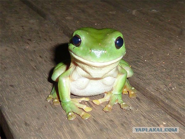 Даже свинья фотогеничней меня