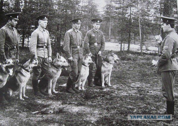 Щенки ВосточноЕвропейской Овчарки, ВЕО, в Можайске