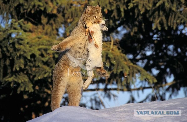 Животные добрые, они помогают друг другу