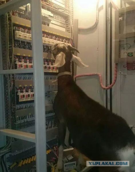 4451722.jpg