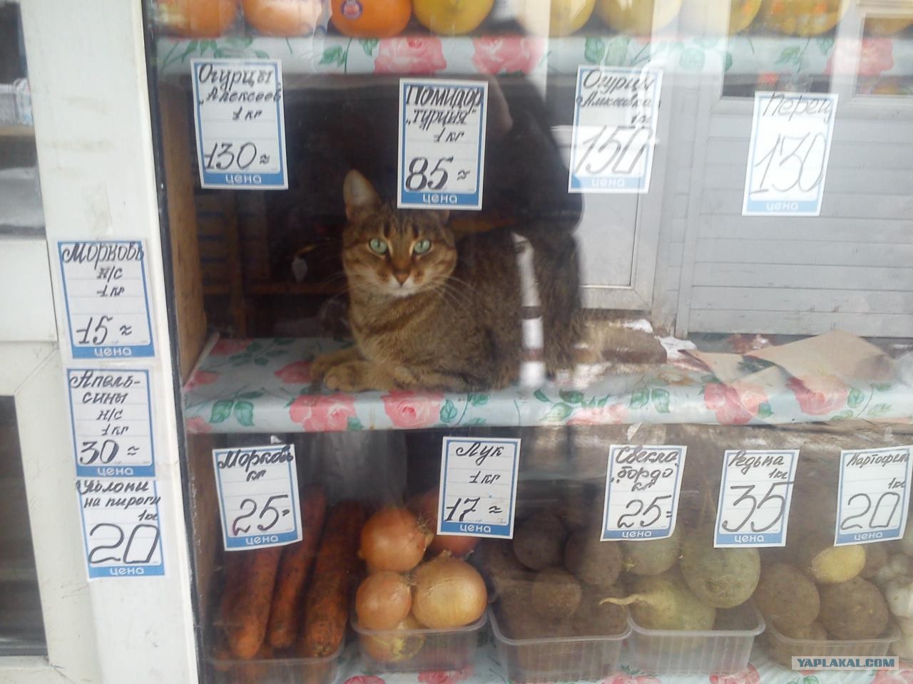 Шаурма из кошки