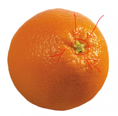Cколько долек в апельсине?