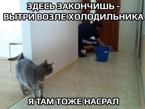 Кастрация кошек и котов