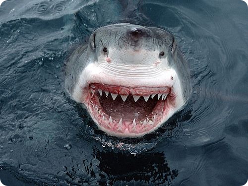 Рыбаку в сети попалась гигантская белая акула, увидев которую люди были в ужасе