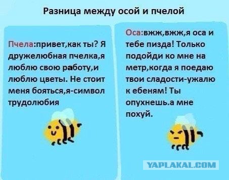 Чем отличается пчела от осы?