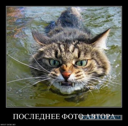 Погружение кошки в воду