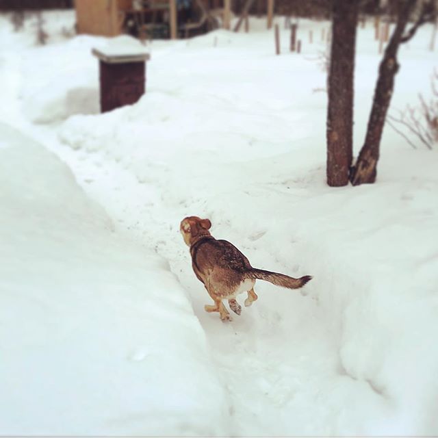 Выживший, который обрел дом... (часть 2, год спустя!)