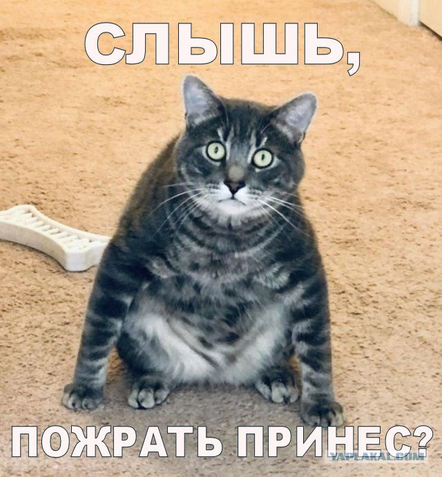 Ну, с котовторником!