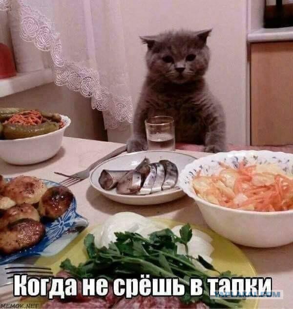 Котаны...