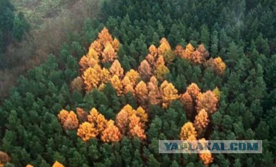 Гигантский кельтский крест в ирландском лесу