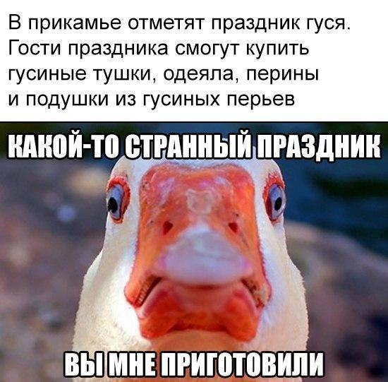 О братьях наших меньших