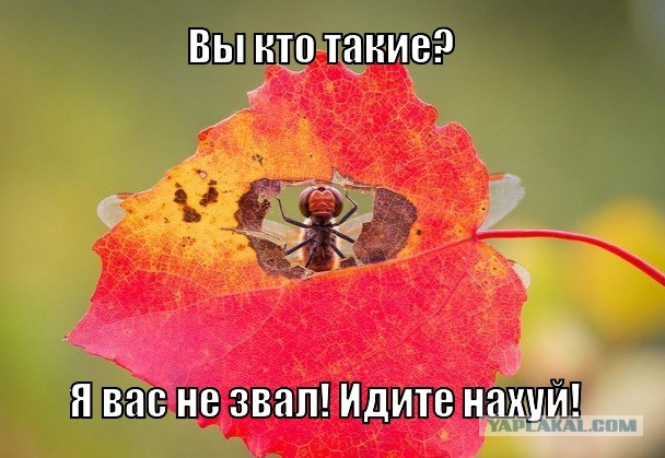 Ты че такой дерзкий?