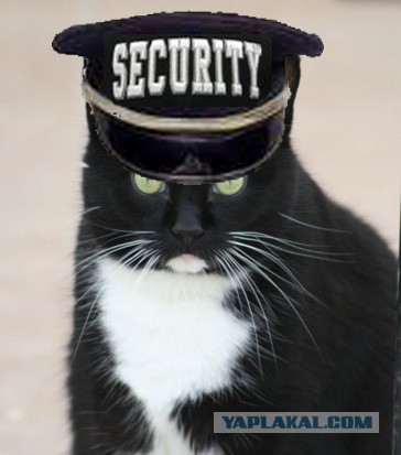 Обыкновенный охранный кот(кошка)