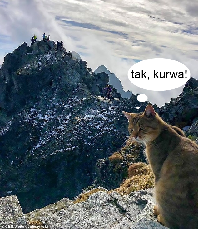 Альпинист обнаружил домашнего кота на вершине самой высокой горы в Польше