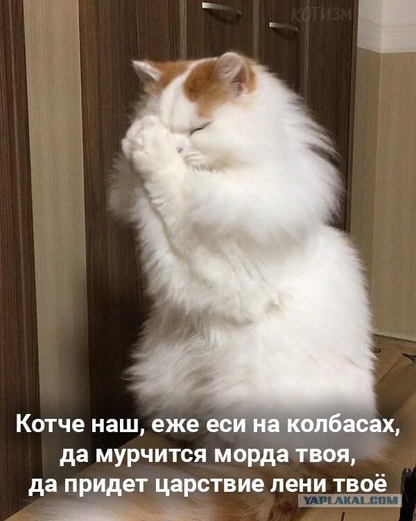 Котовторник. Начало.