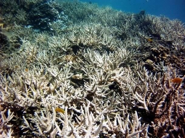Интересные факты про Большой Барьерный риф