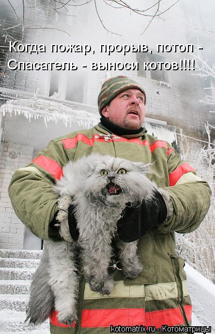 В Волгограде пожарные спасли кота, когда тушили пожар в жилом доме.
