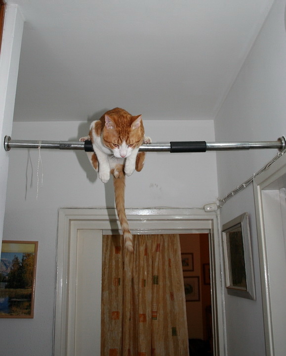 Самый сильный кот в мире