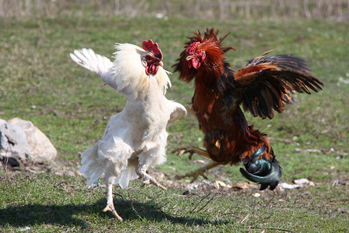 Fighting cock