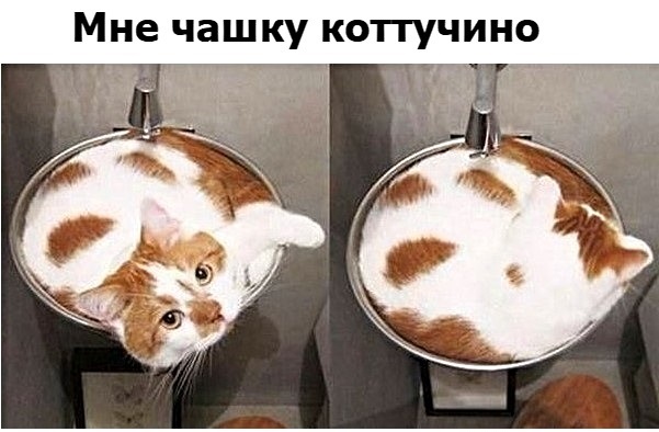 Картинки с котами и про котов