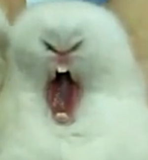 Как зевают кролики