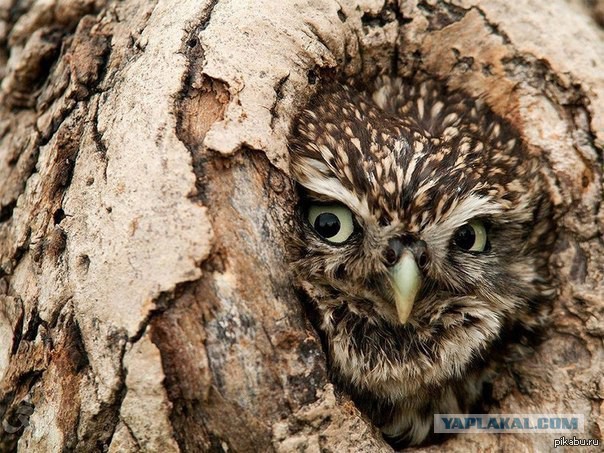 Совы! Скажем "Нет!" произволу жаворонков!