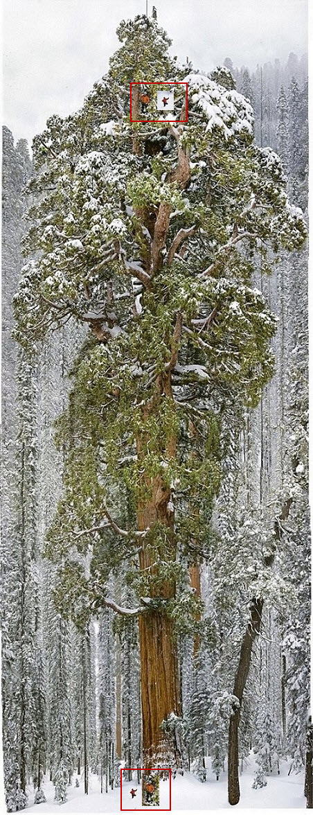 Фотографы 32 дня потратили, чтобы сфотографировать это дерево целиком