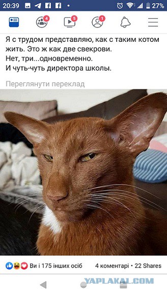 Котаны...