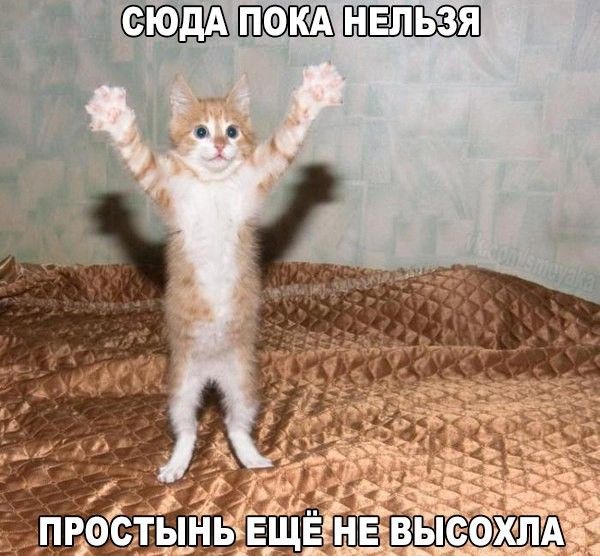 Коты и Кошки