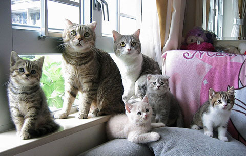 Кошачьи семьи