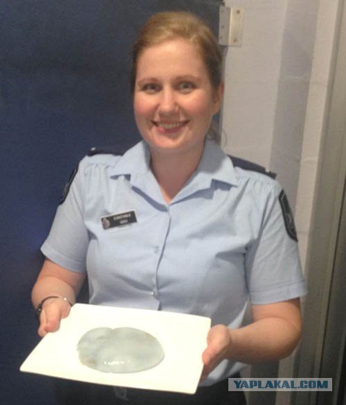 Австралиец принял мертвую медузу за грудной имплант и обратился в полицию