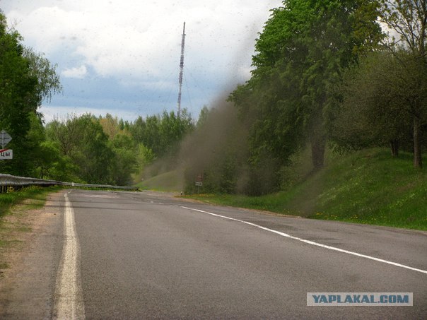 Комары закрыли небо над Нарочью (Беларусь)