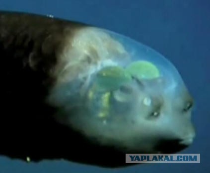 Странное существо с прозрачной головой обнаружено на дне морском