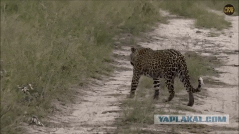 Мама леопард играет с малышами, делая вид, что не видит их