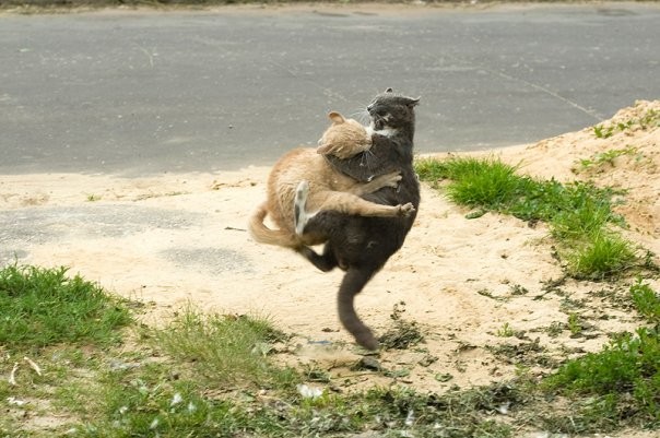 Кошачьи бои