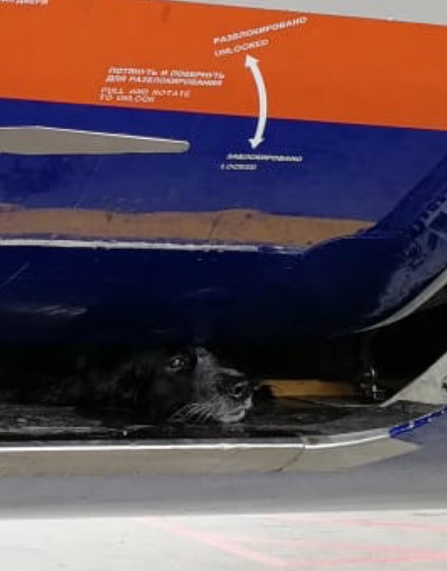Собака открыла багажный отсек самолета при подлете к Москве