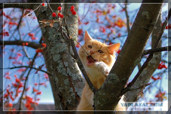 Коты на цветущих вишнях
