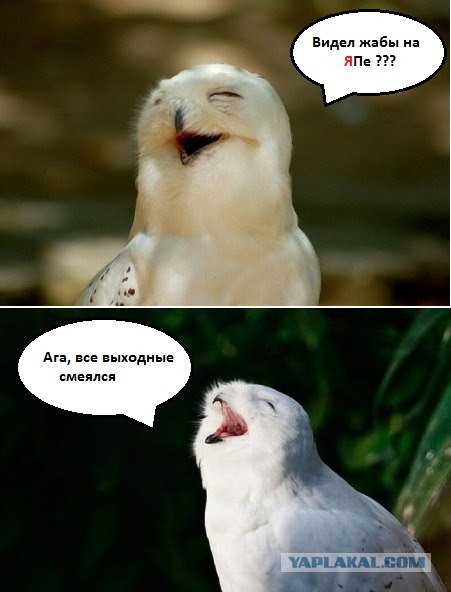 Как смеются совы