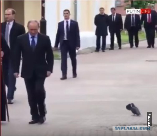 История птицы и символика