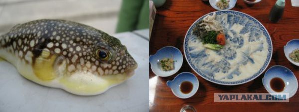 Ужасающие деликатесы из Японии