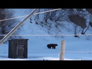 Бидон vs Медведь