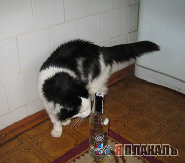 Кошачий корм. Чем кормить кота?