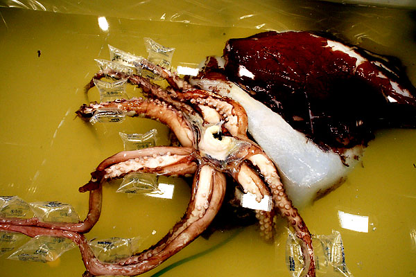 Новозеландские ученые изучают гигантского кальмара