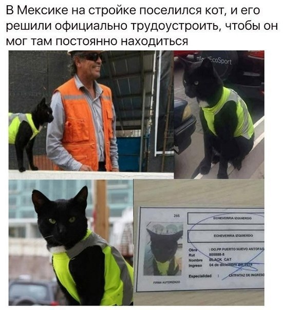 GIFанём в этот котовторник