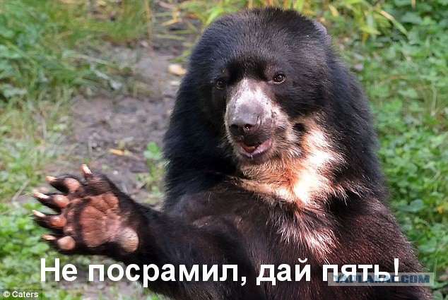 Русский зверm медвед
