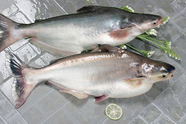 Руководство по морепродуктам: пангасиус