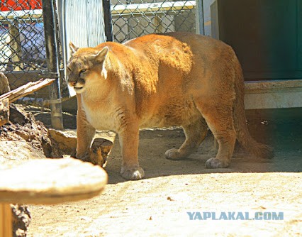 В китайском зоопарке по неизвестной причине растолстели амурские тигры