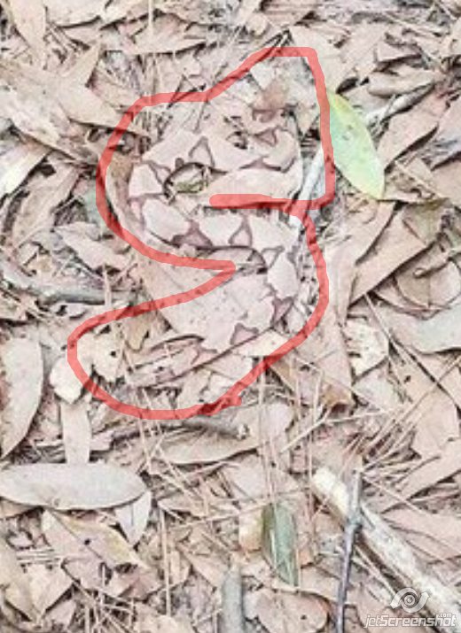 Сможете увидеть змею, скрывающуюся на этом фото?