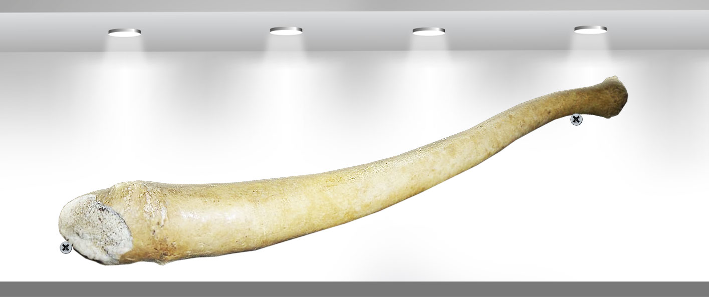 Самые Большие Самотыки